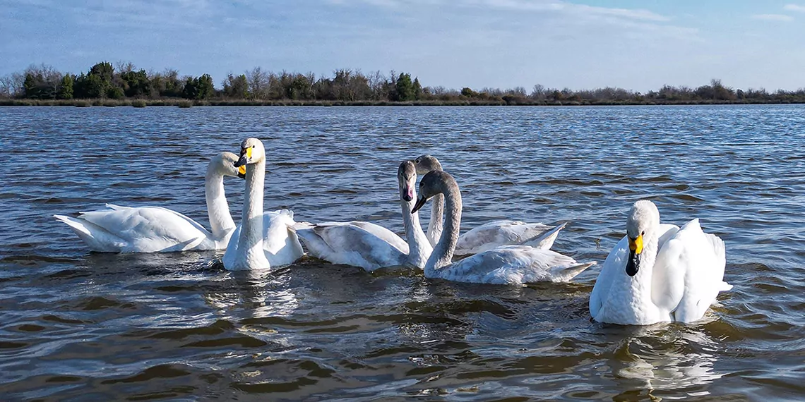 Kuğular kışı kızılırmak deltası’nda geçirecek