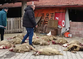 Kütahya'da sokak köpekleri 22 koyunu öldürdü