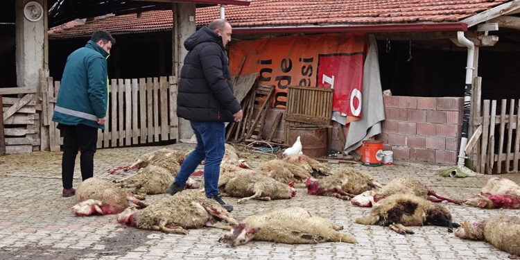 Kütahya'da sokak köpekleri 22 koyunu öldürdü