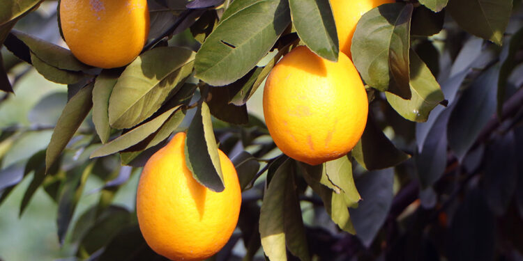 Limonun kilosu markette 20 lira, bahçede 1 lira