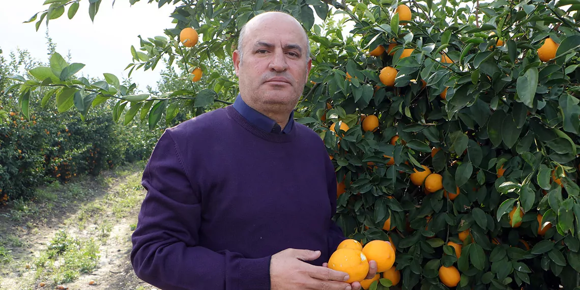 Limonun kilosu markette 20 lira, bahçede 1 lira