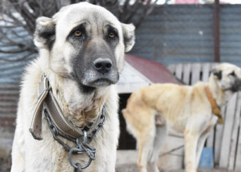 Mevsimler kaydı, Kangallar kışlık postlarına bürünemedi