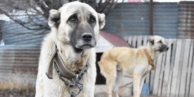 Mevsimler kaydı, Kangallar kışlık postlarına bürünemedi