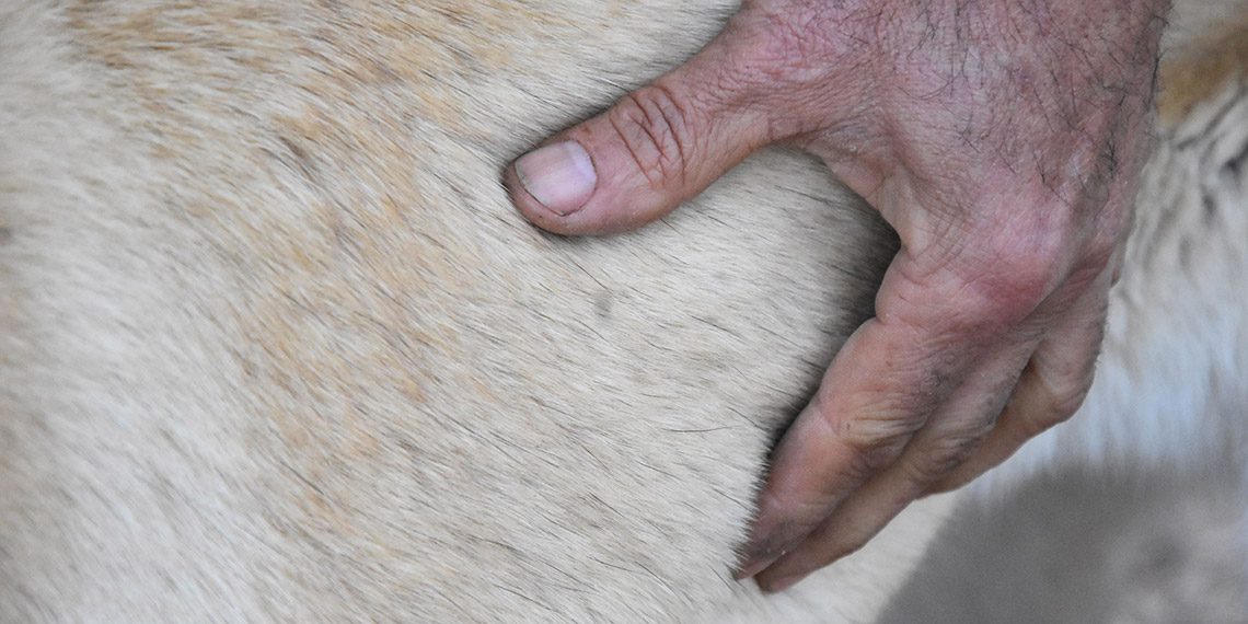 Mevsimler kaydı, Kangallar kışlık postlarına bürünemedi