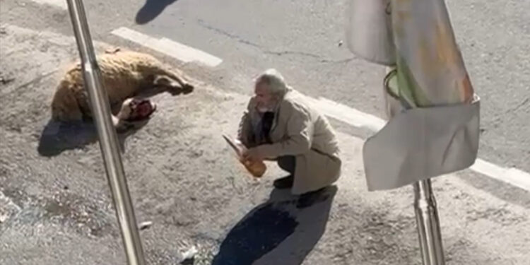 Ölen koyunuyla eylem yapan besici gözaltına alındı