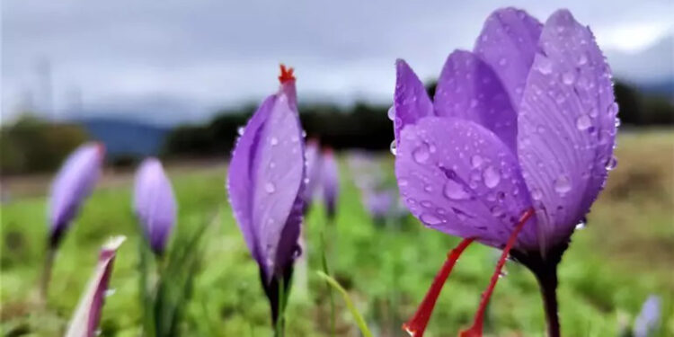 Safranbolu safranı coğrafi işaret aldı