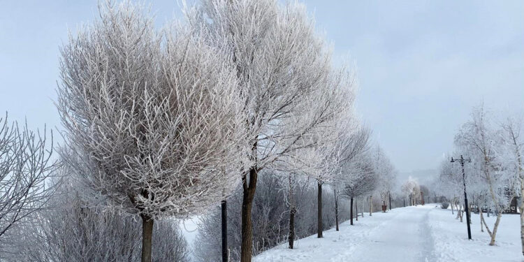 Sibirya soğuklarının etkisindeki Ardahan'ı kırağı kapladı