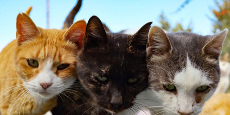 Sopayla kediyi öldüren şüpheliye ev hapsi