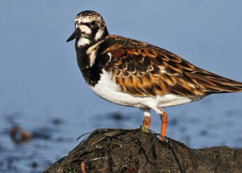 Kısa kısa bilim: İlk durak Taşçeviren