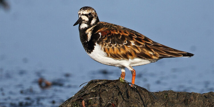 Kısa kısa bilim: İlk durak Taşçeviren
