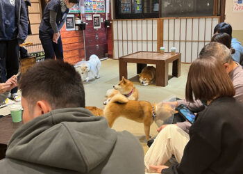 Tokyo’da gençlerin gözdesi yavru köpekli kafeler