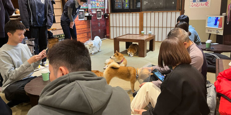 Tokyo’da gençlerin gözdesi yavru köpekli kafeler