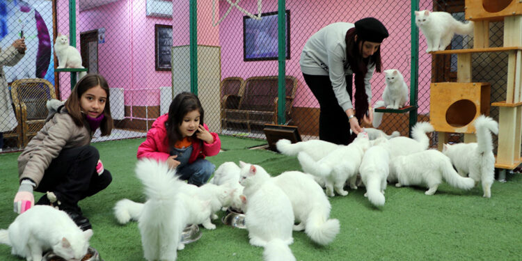Van kedileri yarı yıl tatilinde ziyaretcilerini ağırlıyor
