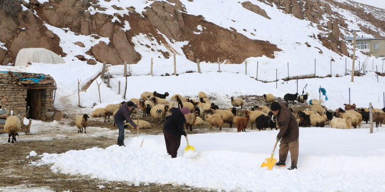 Yüksekova'da besicilerin zorlu kış mesaisi