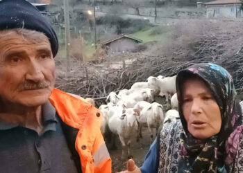 Koyunlara şiddet uygulayıp işkence yaptı