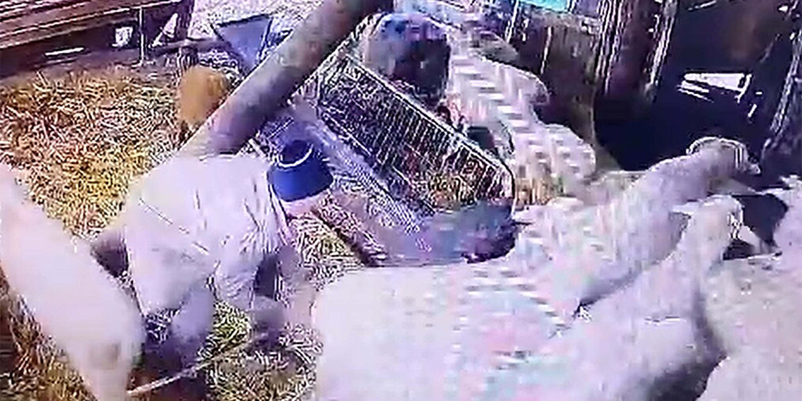 Koyunlara şiddet uygulayıp işkence yaptı