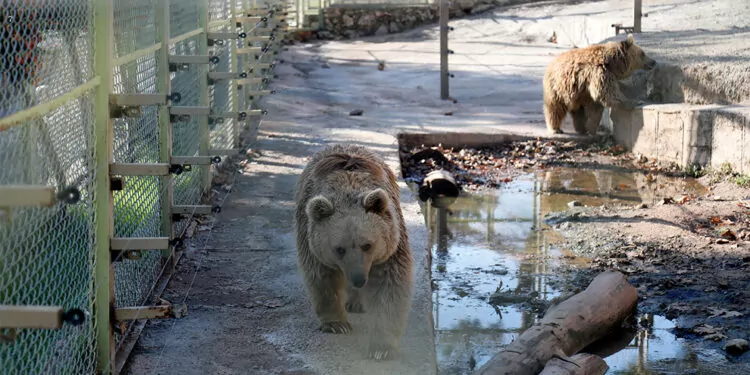Antalya hayvanat bahçesindeki hayvanlar strese girdi