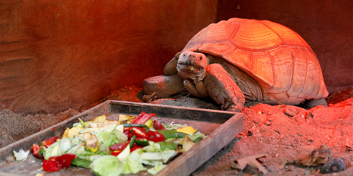 Antalya hayvanat bahçesindeki hayvanlar strese girdi