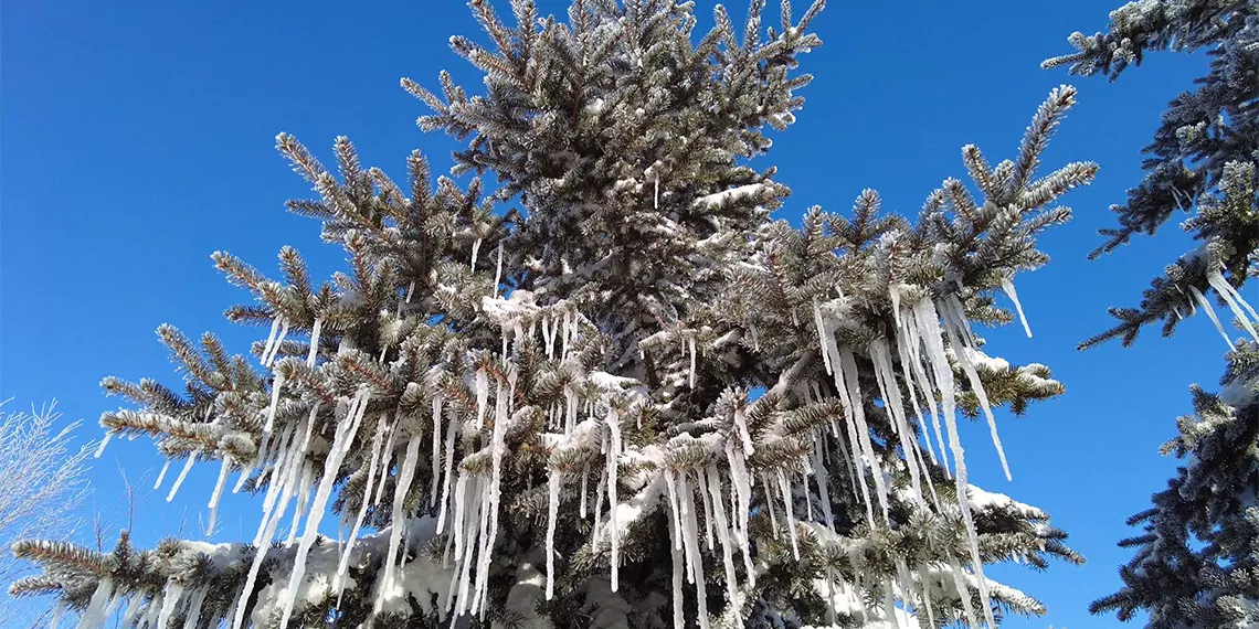 Sibirya soğuklarının etkili olduğu erzurum ve ardahan, kış sezonunun en soğuk gecelerinden birini yaşadı. Ardahan'ın çıldır ilçesi eksi 32,7 derece ile bölgenin en soğuk ilçesi oldu. Ağaçlarda ve çatılarda buz sarkıtları oluştu.