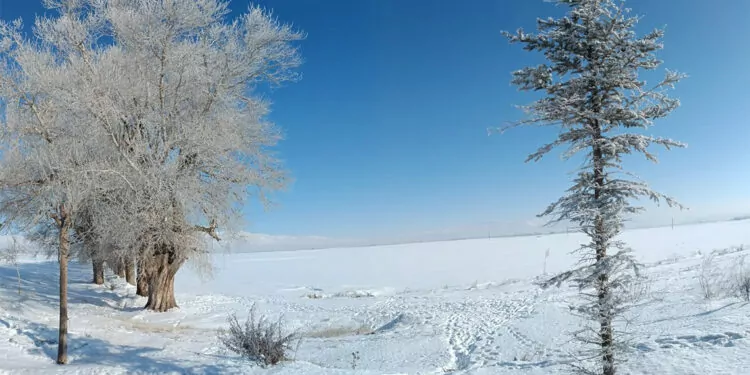Ardahan'da ağaçlarda ve çatılarda buz sarkıtları oluştu