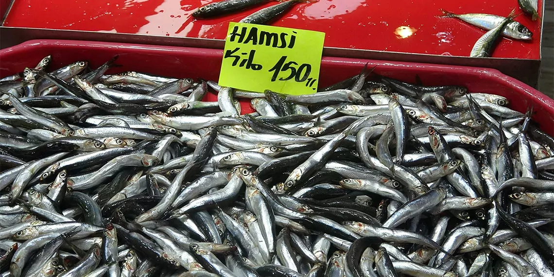 Av yasağı sonrası marmara denizi'nde hamsi bolluğu