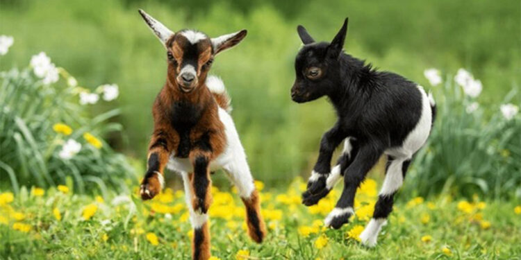 Türkiye'nin ilk devam sütü