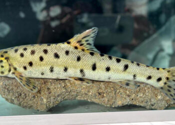 Kırmızı listedeki "leopar sazanı" Dicle Nehri'nde tespit edildi
