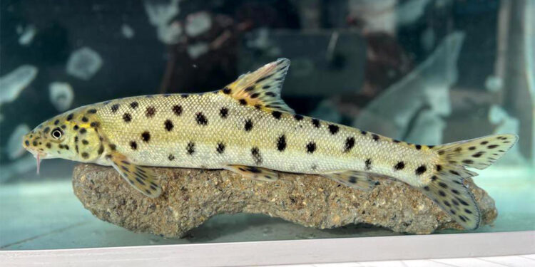 Kırmızı listedeki "leopar sazanı" Dicle Nehri'nde tespit edildi
