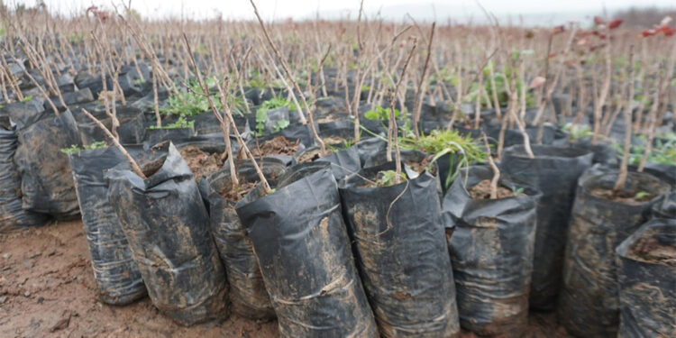 6 yılda Siirt'te fıstık üretimi 3 kat arttı