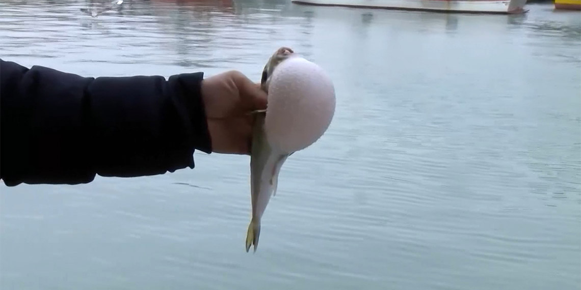 Balon balığı uyarısı; Ne hamsi ne istavrit kalacak
