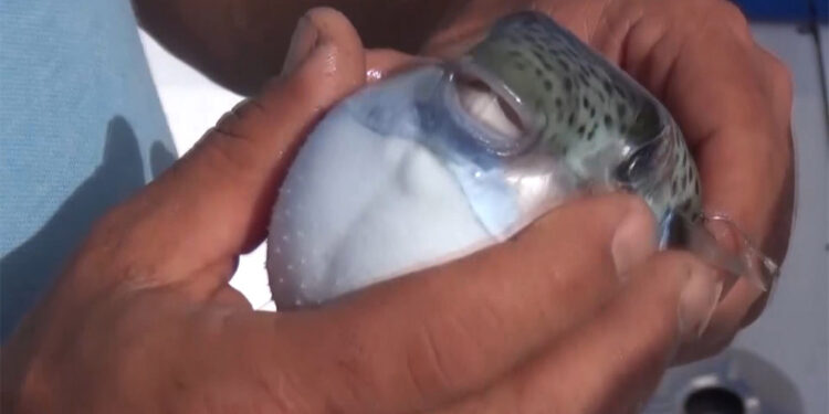 Balon balığı uyarısı; Ne hamsi ne istavrit kalacak