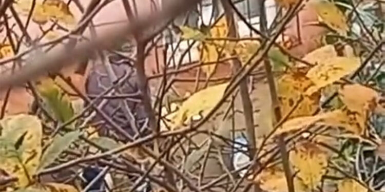 Köpeğe balta ile işkence eden cani gözaltına alındı