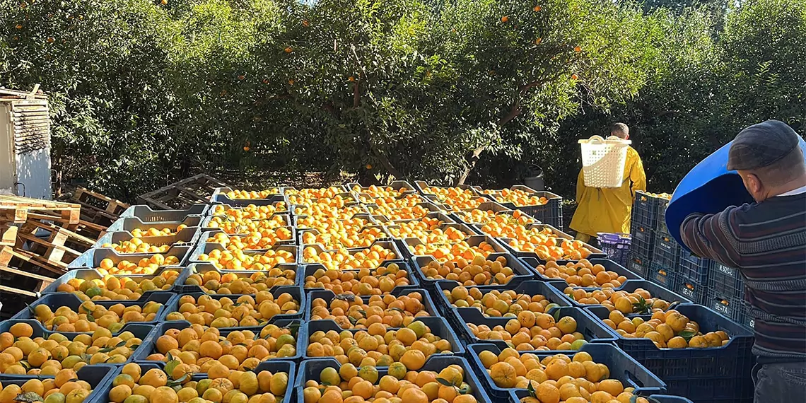 Bodrum mandalinasi bahcede 5 istanbulda 50 liradan satiliyor 7310 dhaphoto1 - öne çıkan - haberton