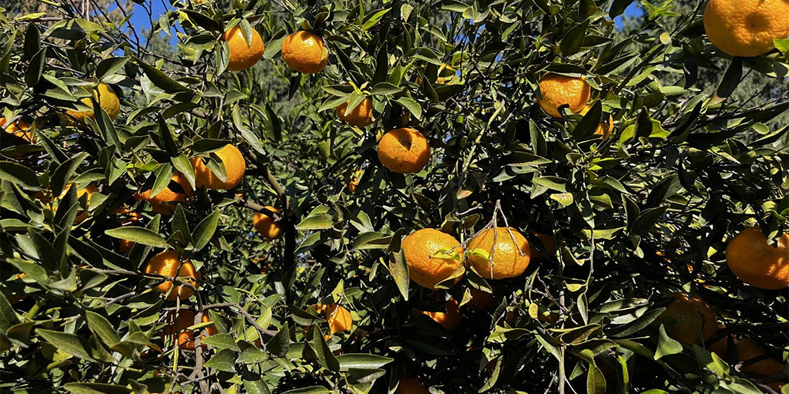 Bodrum mandalinası bahçede 5, İstanbul'da 50 lira