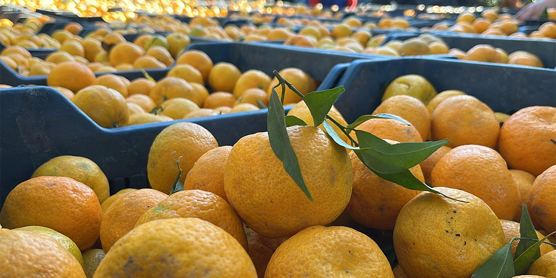 Bodrum mandalinası bahçede 5, İstanbul'da 50 lira