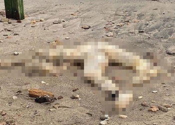 Bodrum sahilinde başı olmayan erkek cesedi bulundu