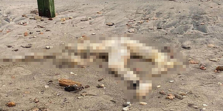 Bodrum sahilinde başı olmayan erkek cesedi bulundu