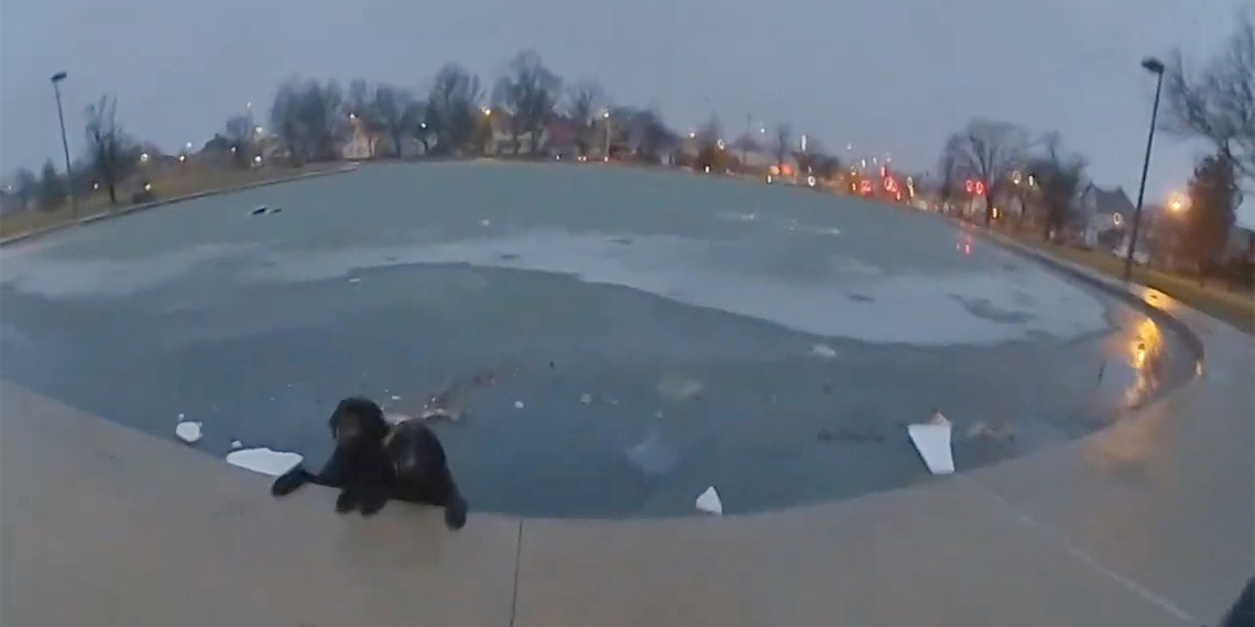 ABD polisi, buzlu gölette mahsur kalan iki köpeği kurtardı