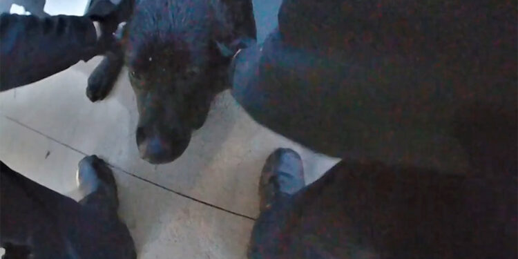 ABD polisi, buzlu gölette mahsur kalan iki köpeği kurtardı