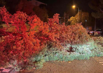 Çanakkale'de fırtına ve sağanak; ağaç devrildi