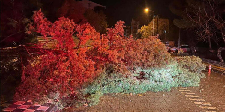 Çanakkale'de fırtına ve sağanak; ağaç devrildi