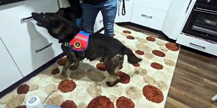 Çanakkale'de uyuşturucu operasyonu; 8 gözaltı