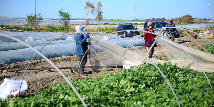 Erken hasat için bereketli topraklar plastikle kirletiliyor