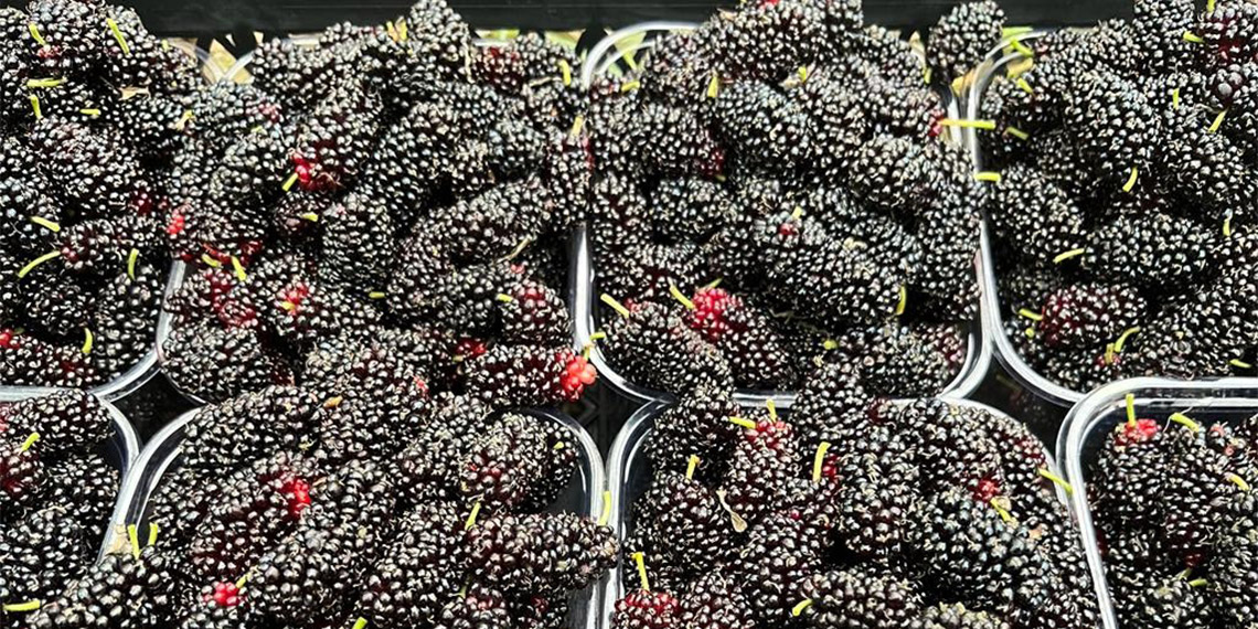 Mersin'de alternatif ürün olarak üretilen karadutun kilosu 90 liradan, tanesi ise 2,5 liradan satılıyor.