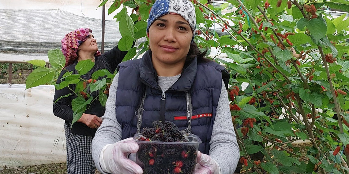 Karadutun kilosu 90 liradan satılıyor