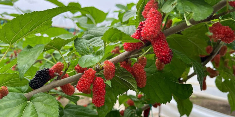 Karadutun kilosu 90 liradan satılıyor