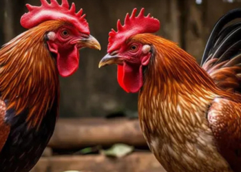 Horoz dövüştürürken baskına uğradılar