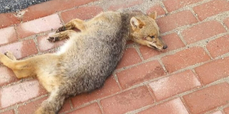 Kaldırımda ölmüş tilki bulundu