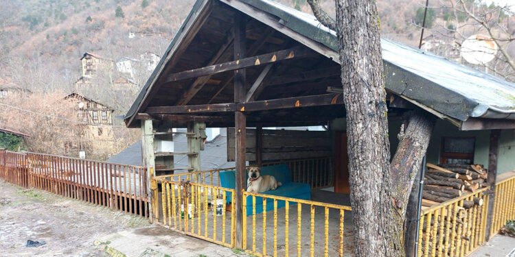 Hayvanların zehirlenerek öldürüldüğü iddiasıyla soruşturma başlatıldı