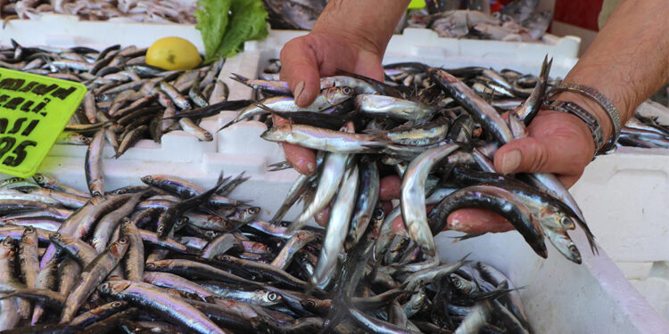 Karadeniz soğumadı, hamsi göç etti